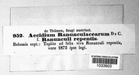 Uromyces dactylidis image